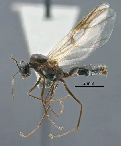 Colobopsis explodens specimen