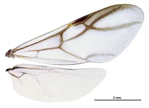 Colobopsis explodens - COCY01359