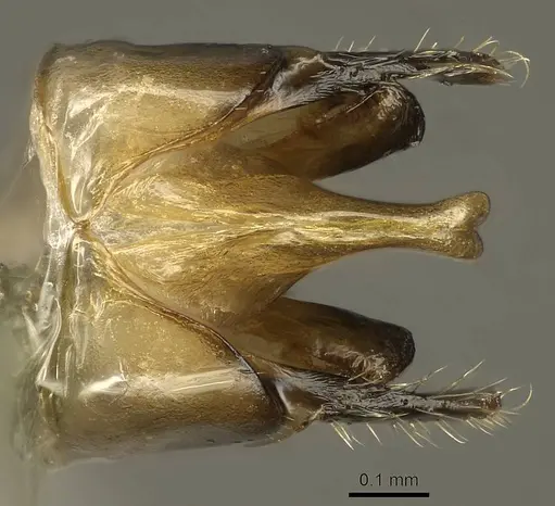 Colobopsis explodens - COCY01360