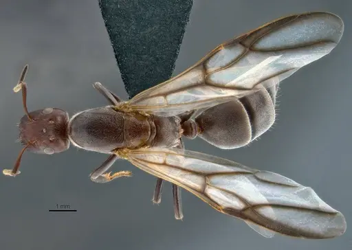 Colobopsis explodens - COCY01554