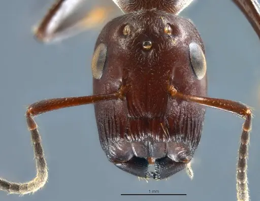 Colobopsis explodens - COCY01554