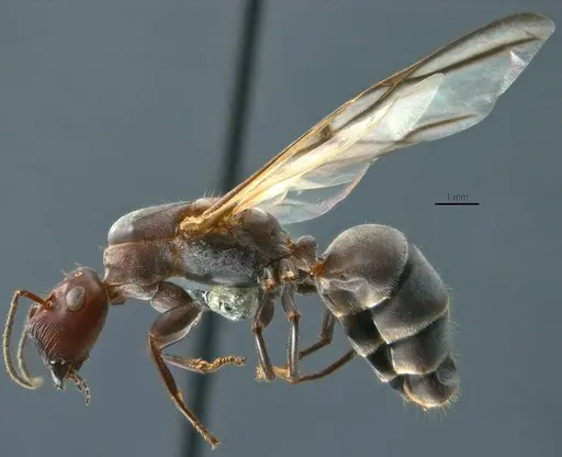 Colobopsis explodens - COCY01554