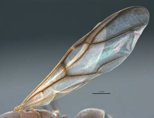 Colobopsis explodens - COCY01554