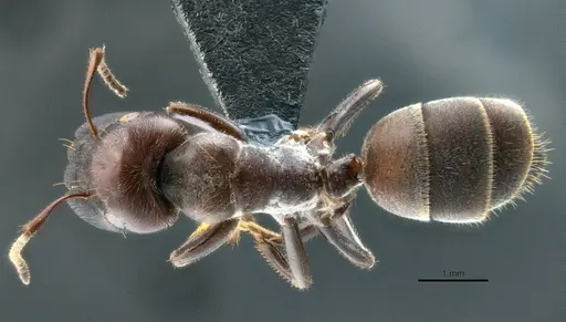 Colobopsis explodens - COCY01555