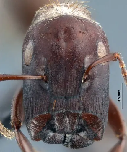 Colobopsis explodens - COCY01555