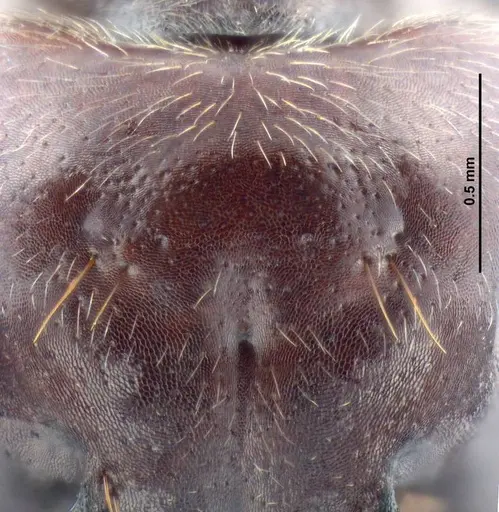 Colobopsis explodens - COCY01555