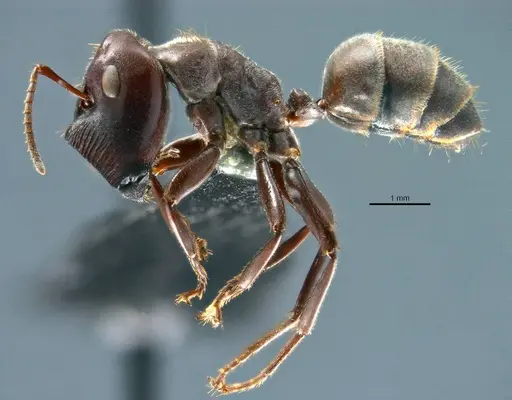 Colobopsis explodens - COCY01555