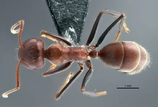 Colobopsis explodens - COCY01565