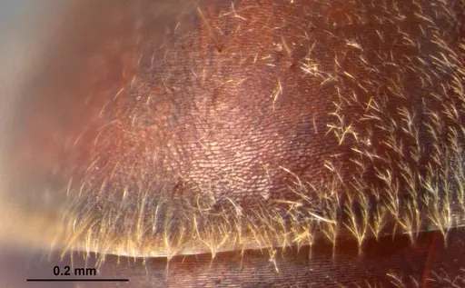 Colobopsis explodens - COCY01565