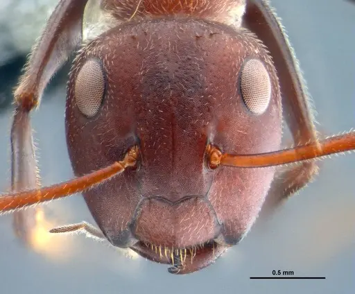 Colobopsis explodens - COCY01565