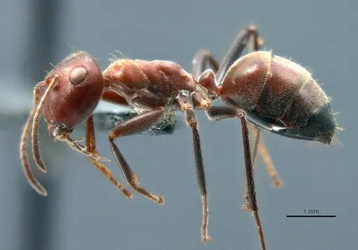 Colobopsis explodens - COCY01565