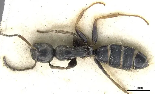 Colobopsis flavolimbata specimen
