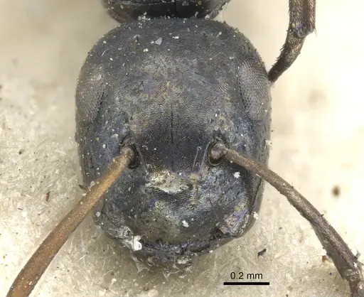 Colobopsis flavolimbata specimen