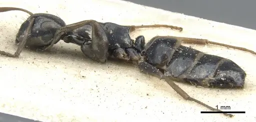 Colobopsis flavolimbata specimen