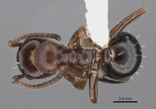 Colobopsis gasseri specimen