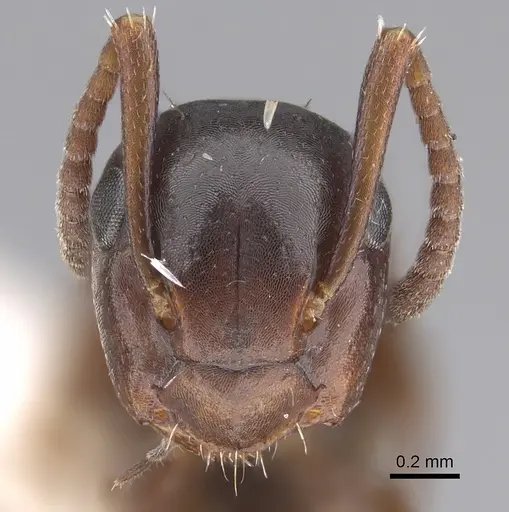 Colobopsis gasseri specimen