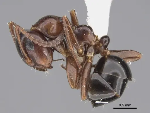 Colobopsis gasseri specimen