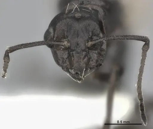 Colobopsis gasseri - CASENT0246002