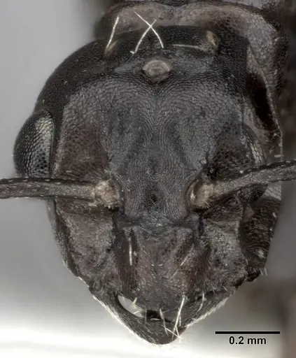 Colobopsis gasseri - CASENT0246002