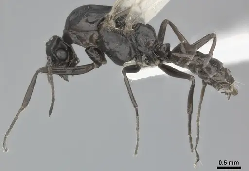 Colobopsis gasseri - CASENT0246002