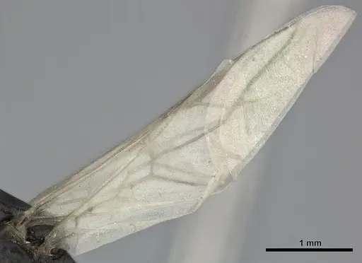 Colobopsis gasseri - CASENT0246002