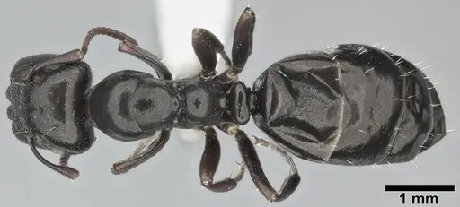 Colobopsis gasseri - CASENT0246635