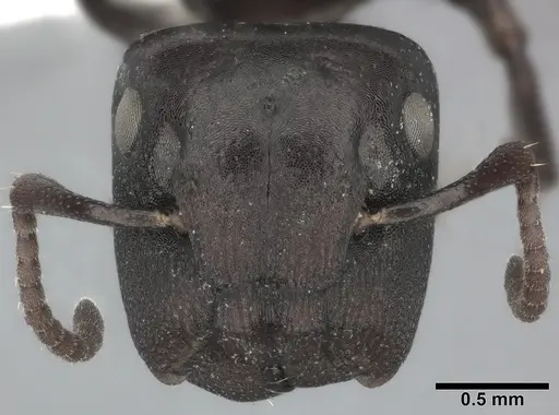 Colobopsis gasseri - CASENT0246635