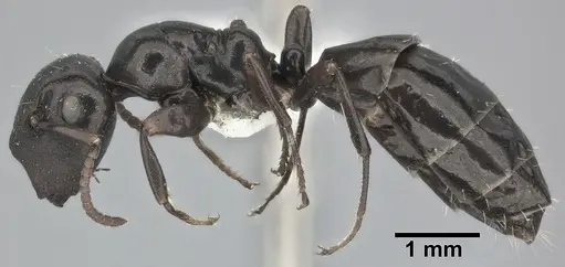 Colobopsis gasseri - CASENT0246635