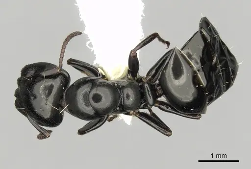 Colobopsis gasseri - CASENT0280185