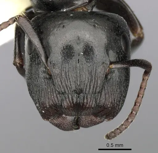 Colobopsis gasseri - CASENT0280185