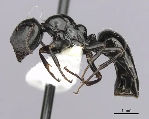 Colobopsis gasseri - CASENT0280185