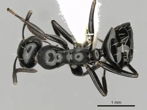 Colobopsis gasseri - CASENT0280186