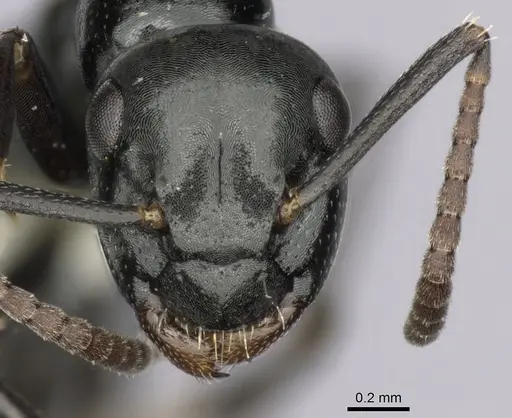 Colobopsis gasseri - CASENT0280186