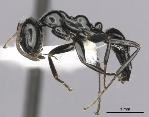 Colobopsis gasseri - CASENT0280186