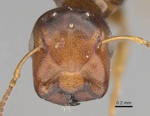 Colobopsis gasseri - CASENT0887750