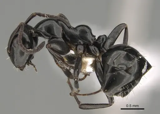 Colobopsis gasseri - CASENT0887750