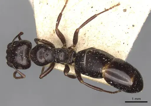 Colobopsis gasseri - CASENT0910599