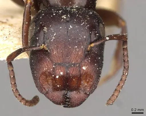 Colobopsis gasseri - CASENT0910599