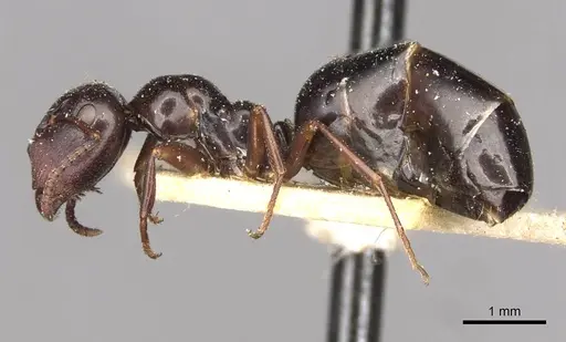 Colobopsis gasseri - CASENT0910599