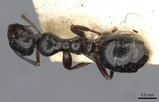 Colobopsis gasseri - CASENT0910600