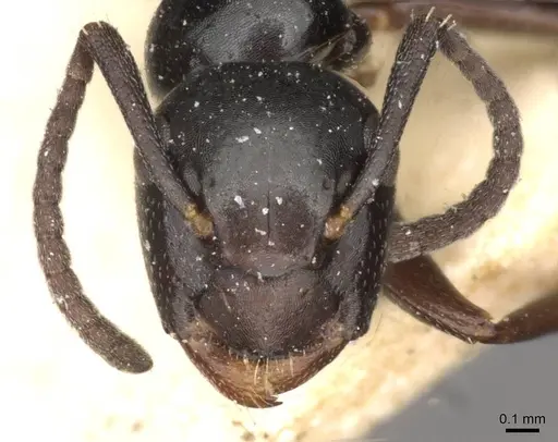 Colobopsis gasseri - CASENT0910600