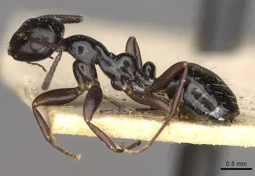 Colobopsis gasseri - CASENT0910600