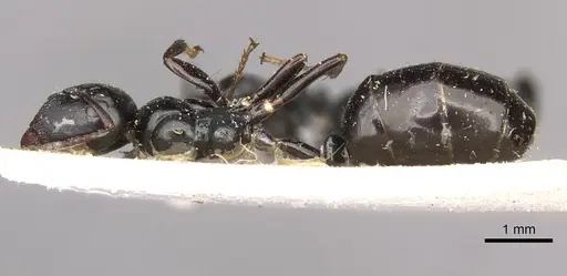 Colobopsis gasseri - CASENT0910601