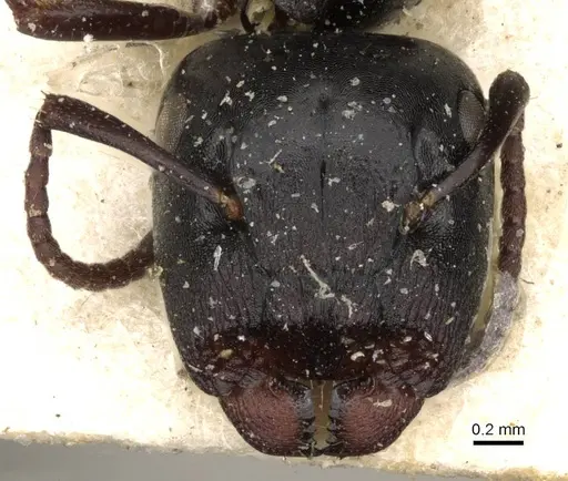 Colobopsis gasseri - CASENT0910601