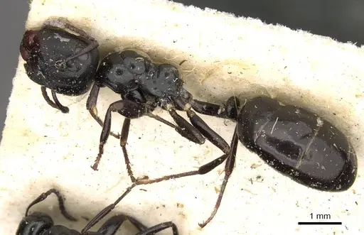 Colobopsis gasseri - CASENT0910601