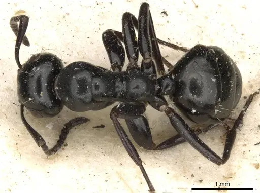 Colobopsis gasseri - CASENT0910602