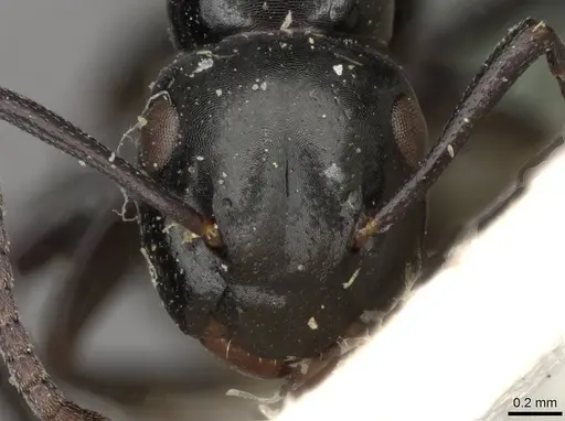 Colobopsis gasseri - CASENT0910602