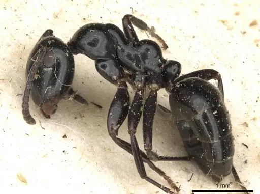 Colobopsis gasseri - CASENT0910602