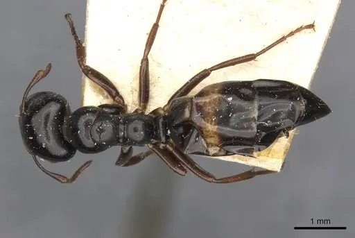 Colobopsis gasseri - CASENT0910603