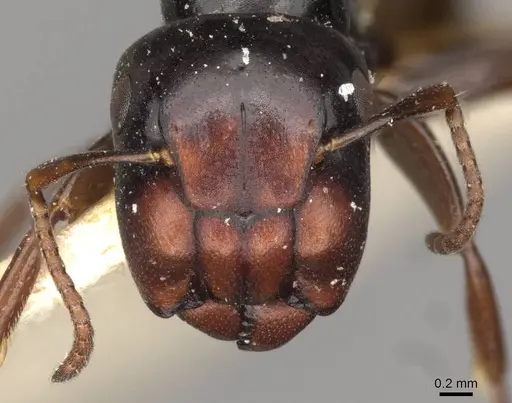 Colobopsis gasseri - CASENT0910603